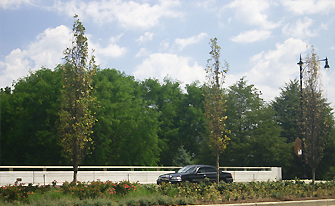 JRA_LaSalle Street Reconstruction_Median with Oaks